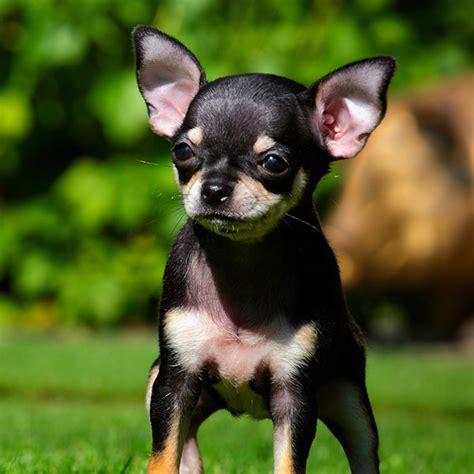 53 Chihuahua Puppies For Sale In Austin Texas Photo Bleumoonproductions