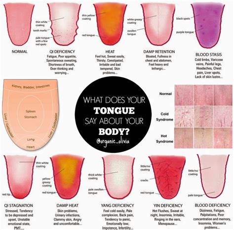 Tongue As An Indicator Of Health Learning Thursdays