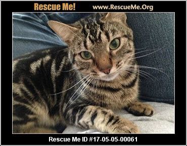 If you answered yes than a bengal cat might be for you, but if you answered no this is one of the rarer bengal cats i find. North Carolina Bengal Rescue ― ADOPTIONS ― RescueMe.Org