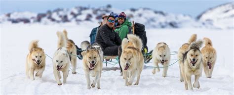 New Study Reveals The Unique Beautiful Heritage Of Inuit Sled Dogs