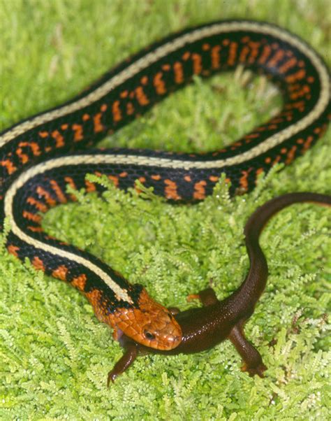 Snakes Around World Evolve Along Similar Path Of Poison Resistance Say