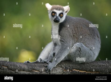Ring Tailed Lemur Lemur Catta Stock Photo Alamy