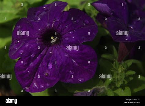 Dark Purple Petunia Flower High Resolution Stock Photography And Images