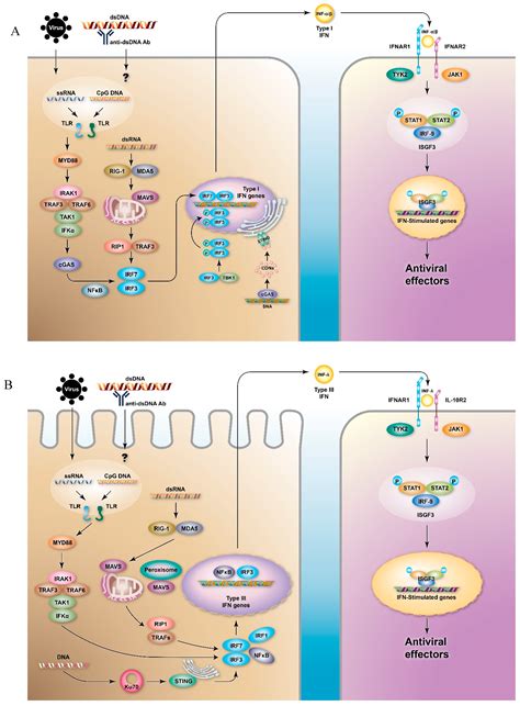 Cells Free Full Text Signaling Pathways Of Type I And Type Iii