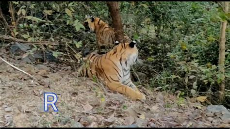 Tiger Sightings Ranthambore Fort Road Ranthambore National Park YouTube