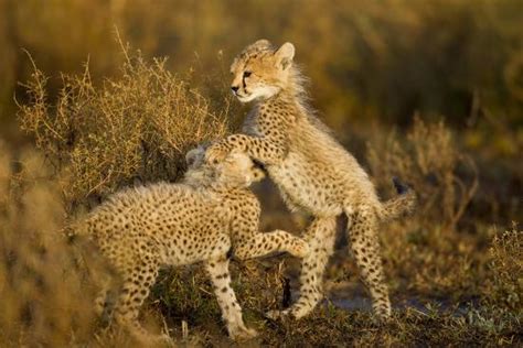 Playing Cheetah Cubs Photographic Print Paul Souders