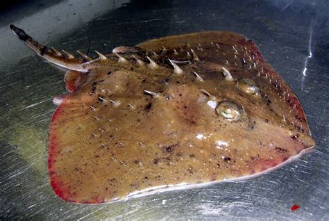 Thorny Skate Fish Will Not Be Added To Endangered Species List