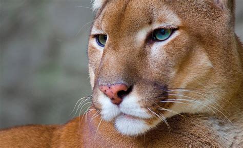 Puma Animal Hd Wallpaper Puma Animal Pictures Cool Backgrounds