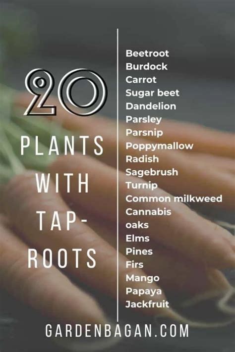 20 Plants With Taproots Know The Root System Garden Bagan