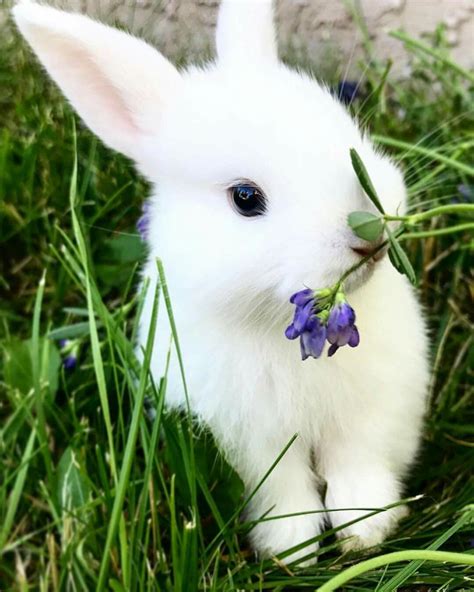 Pin De Amanda May En Bunnys Imagenes De Animales Bonitos Imagenes De