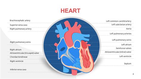 Circulatory System Powerpoint Template Slidemodel