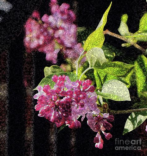 Lilacs Of May Photograph By Betsy Zimmerli Fine Art America