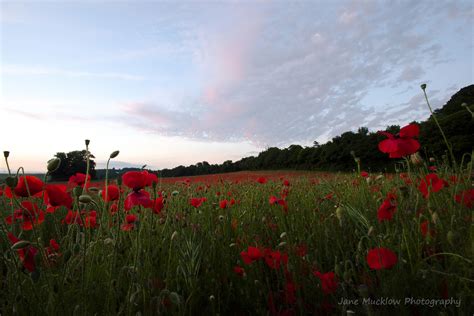Poppy Field At Sunset Jane Mucklow Photography