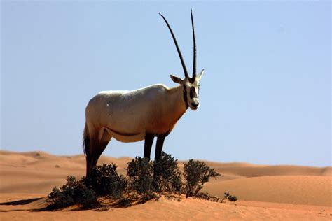 National Animal Of Uae Arabian Oryx