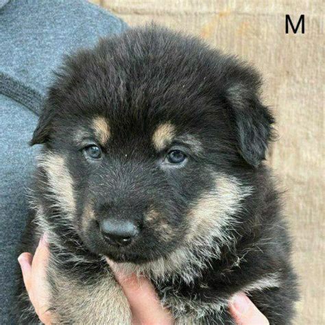 Pure Bred German Shepherd Dog Pups Other Gumtree South Africa