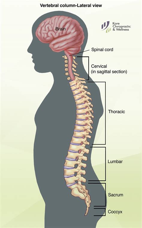 Human Spine Diagram