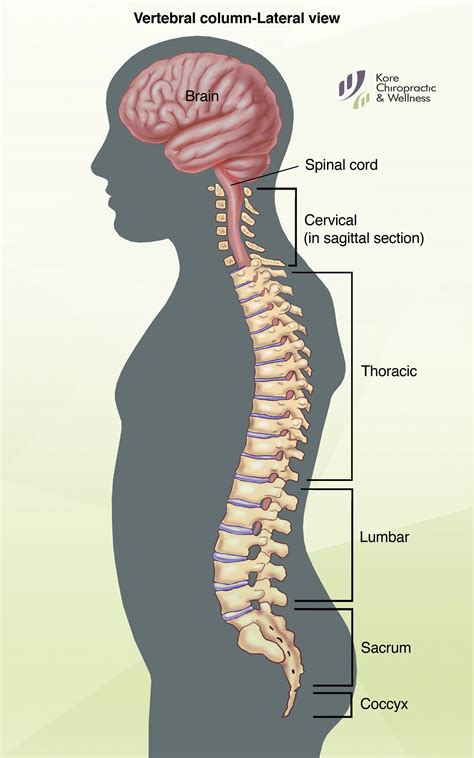 The Ultimate Guide To Your Spine's Superior Boundary