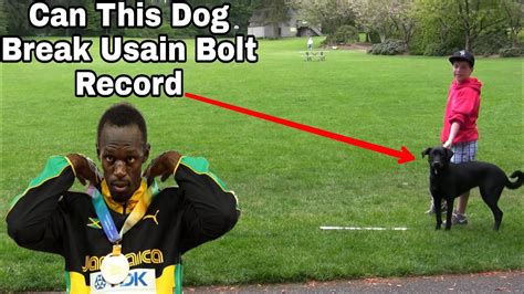 Not only did knighton break bolt's record, he also beat out. Can This Dog Break Usain Bolt Record - YouTube