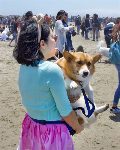 Dog Of The Day Disgruntled Corgi The Dogs Of San Francisco