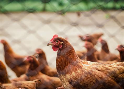 A Primer On Free Range Chicken Production And Management Part 1