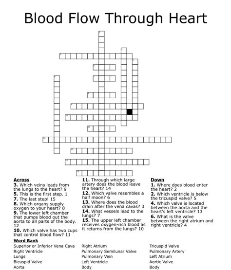 Blood Flow Through Heart Crossword Wordmint