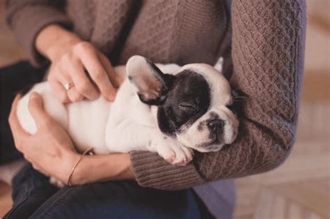 8 Things To Consider Before Getting A Pet Matraville Veterinary Practice