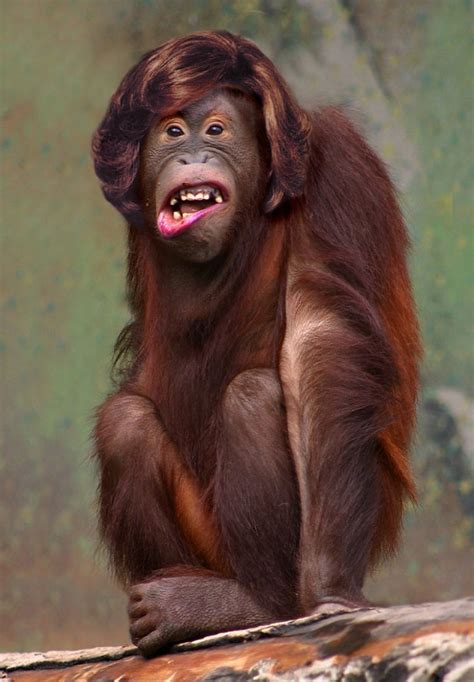 Animals With Human Hair (20 PHOTOS)