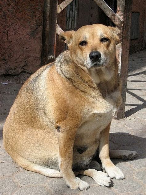 25 less intelligent dog breeds. Five Fat Dog Breeds - PetHelpful - By fellow animal lovers ...