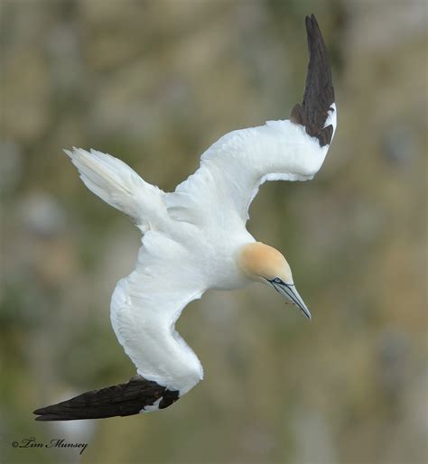 Wildphotolife Co Uk Gannets 2014