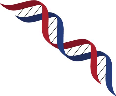 Dna Structure Png All Png All