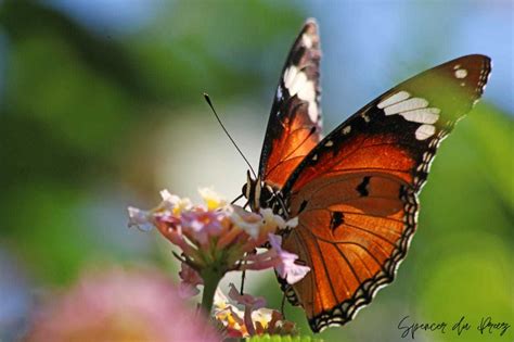 African Queen Monarch Butterfly — Spendpphotog