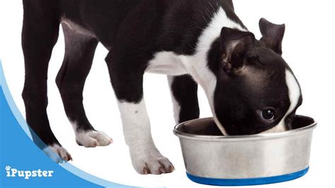 It includes quality dehydrated chicken and split peas. The 4 BEST Dog Food For Boston Terriers in 2019 [Reviews ...