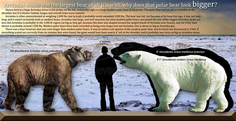 Compare With A Bear ~ In Animal Vs Animal Forum