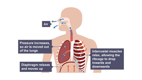 What Is Respiration And Gas Exchange Bbc Bitesize