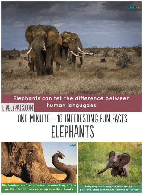 10 Amazing Facts About Elephants