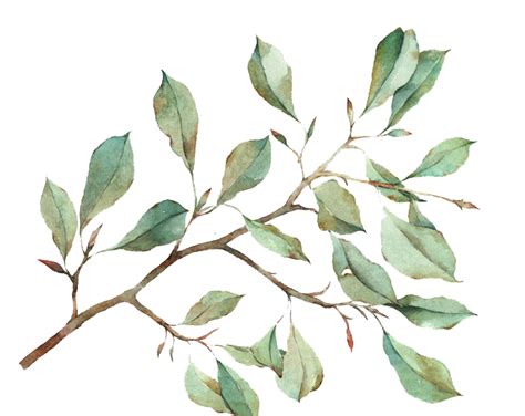 Watercolor Leaves Png Transparent