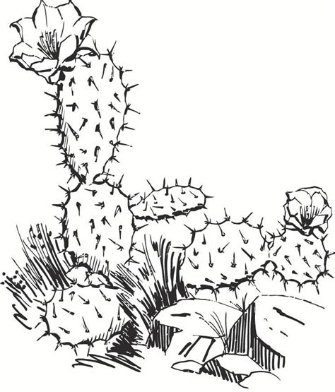 We did not find results for: Coloriage cactus - img 15696