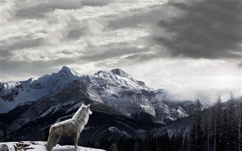 Mountains Wolf Landscape Clouds Snow Mist Wallpapers