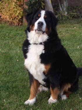 Cutting the guard hair will make your dog overheat. AKC Bernese Mountain Dog Puppies for sale- 8 wks old for Sale in Ware, Massachusetts Classified ...