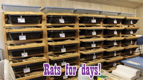 In the shed or garage, signs of rodent activity include droppings, dead rats, urine stains, rodent seal gaps, holes and openings in the garage and shed as rats and mice can squeeze through the smallest. Rat Shed Tour! Breeding Feeder Rodents! - YouTube