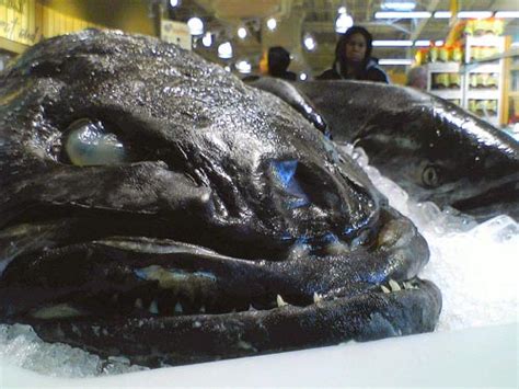 What is the texture of sea bass? Chill out!!!!!: 10 Tasty Fish You Don't Wanna Eat!!!
