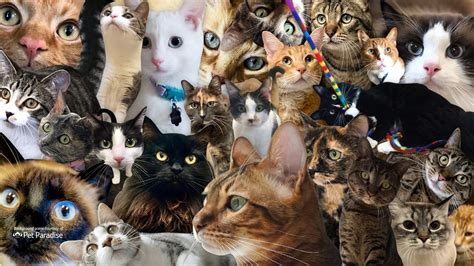 Cat Party Wallpapers Wallpaper Cave