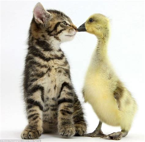 Cute Kitten And Duck Unlikely Animal Friends Pinterest