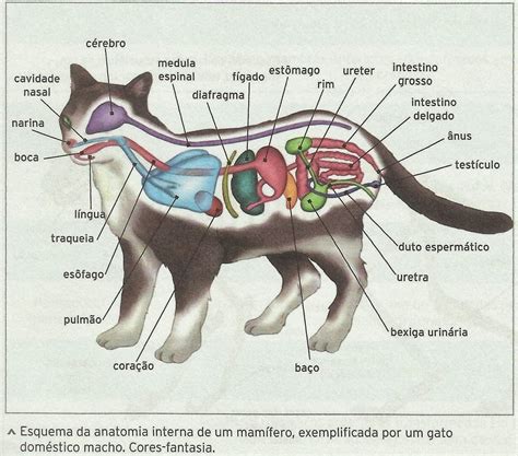 Sistema Circulatório Dos Mamíferos