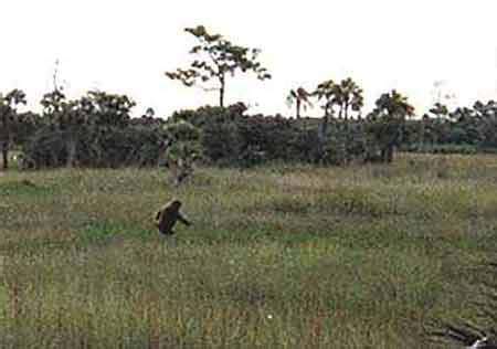 Banana kush strain should be relegated to evening or night time use. Cryptids Report: Finding Skunk Ape of Florida | Crypto ...