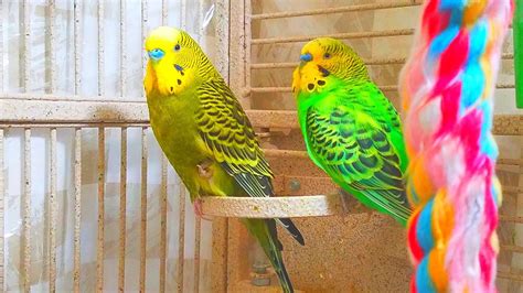 Hr Budgies Chirping Talking Singing Parakeets Sounds Reduce Stress Relax To Nature Bird
