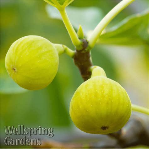 Yellow Long Neck Fig Live Plant Ficus Carica Wellspring Gardens
