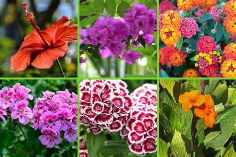 50 Tipos De Flores Y Su Significado Clases Nombres Y Fotos