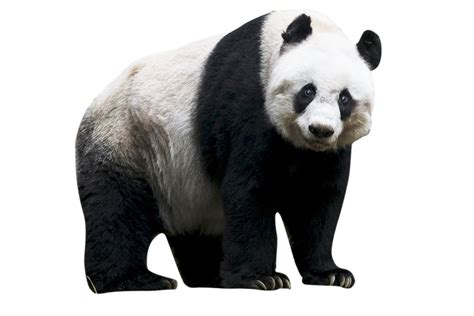 30 Ide Background Taman Animasi Png Panda Assed Imagesee