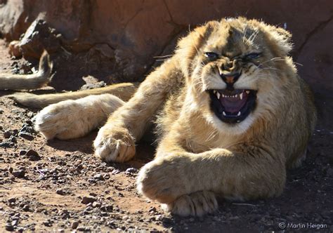 Beautiful Photos Of Lion Cubs You Must Not Miss Utterly Cute Yet